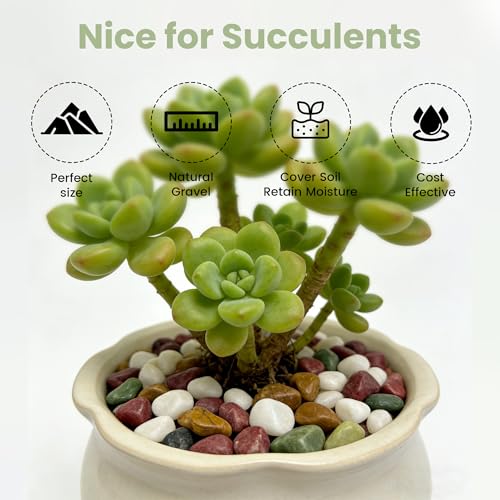 5 LB Natural Gravel Pebbles (5 Pounds / Colorful)