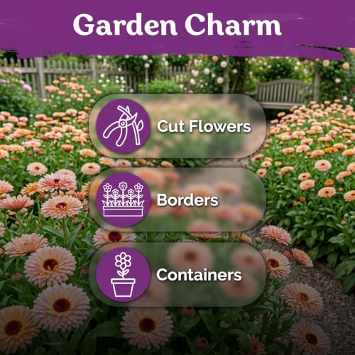 250 Pink Surprise Calendula Heirloom Flower Seeds