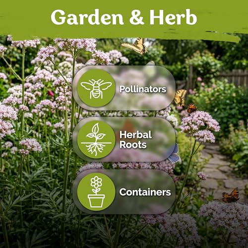 650 Valerian Heirloom Herb Seeds for Planting