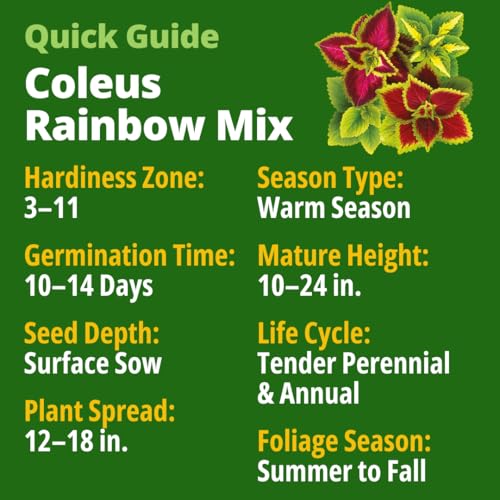 Rainbow Coleus 1500 Flower Seeds Plectranthus scutellarioides