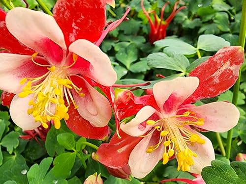 Live Perennial Plants (1 Pot)