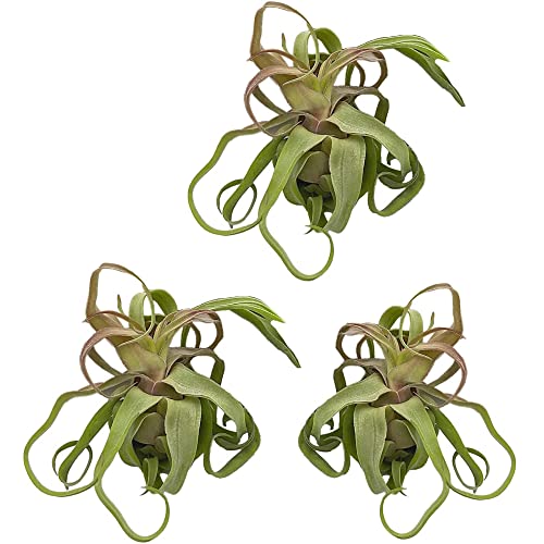 Live Air Plants (3 Pack / Large)