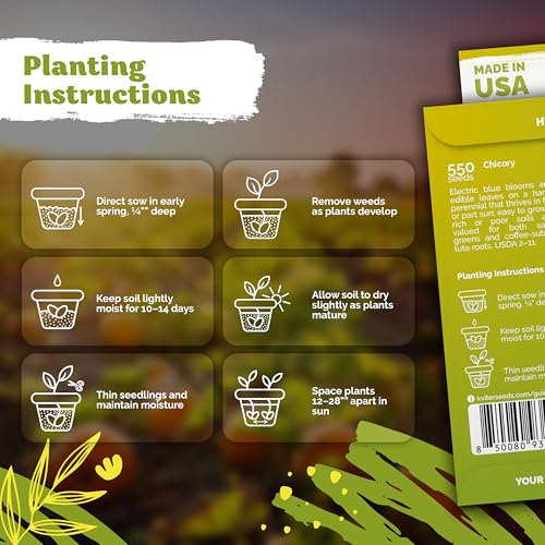 550 Chicory Heirloom Flower Seeds for Planting