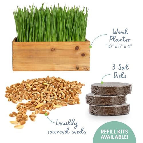 Cat Grass Kit with Rustic Wood Planter (Natural)