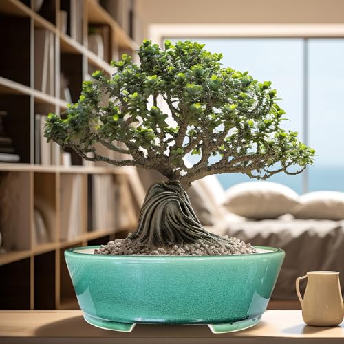 2pcs Green Ceramic Bonsai Planter Pots with Bamboo Tray 6.2 “ & 5.3” (Crackle Glazed 9")