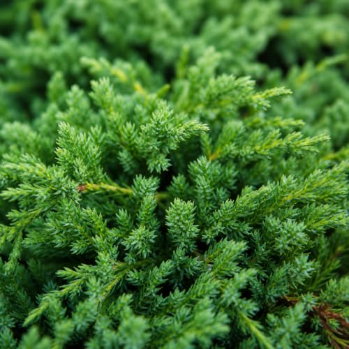 Juniper Procumbens Nana (2 Inch / 60 Plants)