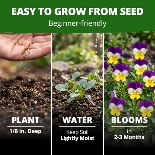 Johnny Jump Up Helen Mount Viola Seeds