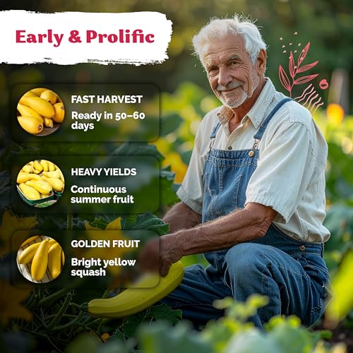 75 Straight Neck Squash Heirloom Vegetable Seeds