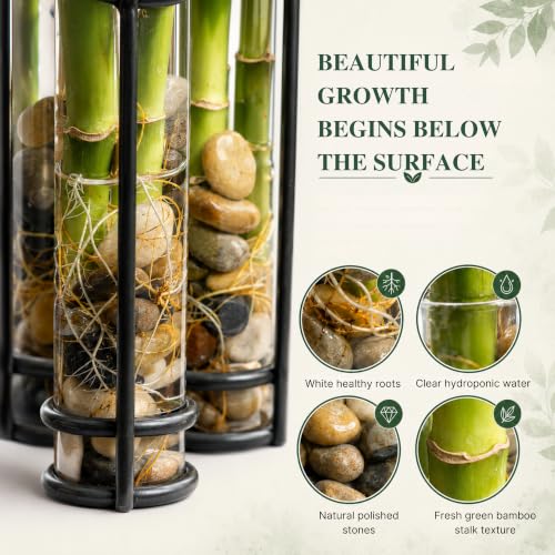 Lucky Bamboo Live Plant