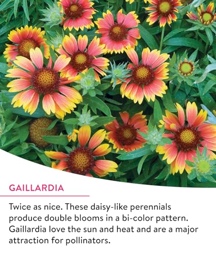 Wildflower Mix Monarch Sanctuary Seeds