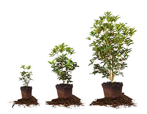 Tea Olive Live Plant (3 gallon)