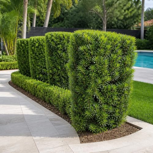 Podocarpus Macrophyllus Japanese Yew (50 Count)