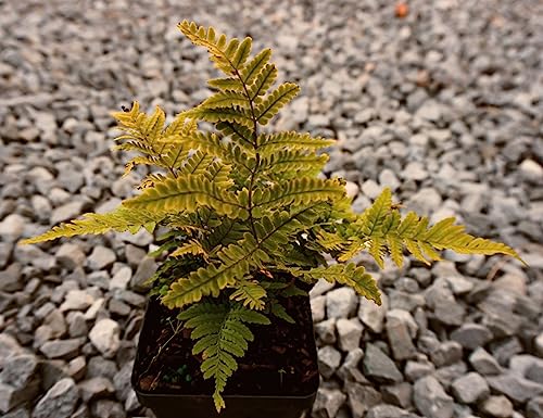 Live Perennial Plants (2 Count)