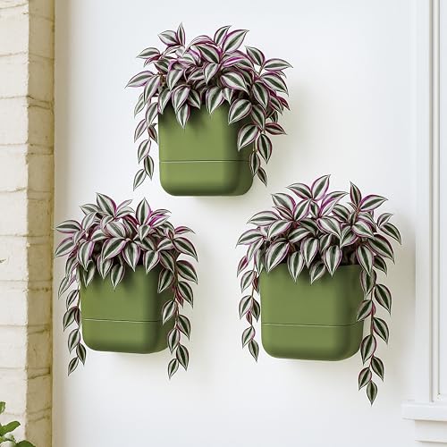 6.5 Inch Wall Mounted Self (6.5" (3 Pack) / Olive)