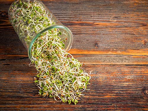 Organic Radish Seeds for Sprouting (160 Ounce)