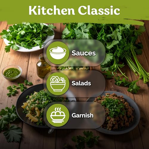 700 Italian Giant Parsley Heirloom Herb Seeds