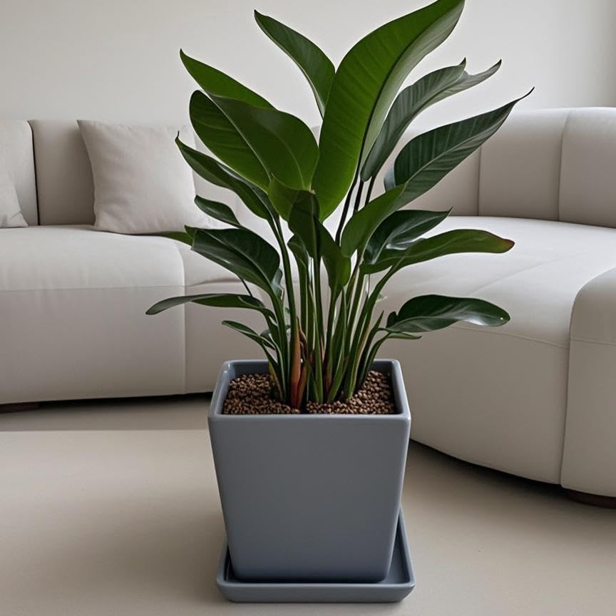 Square Ceramic Plant Saucer Tray 2 Pcs 8 9 10 Inch Grey