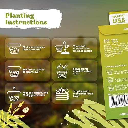 500 Lemon Thyme Heirloom Herb Seeds for Planting