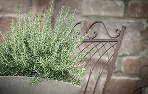 Live Perennial Plants (2 Count)