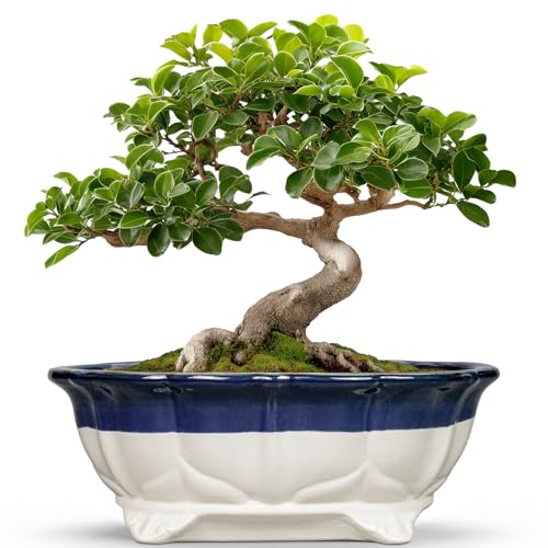 11 Inch Succulent Planters (11 Inch / Oval Beige-blue)