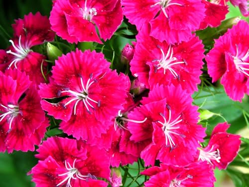 Live Perennial Plants (3 Pots)
