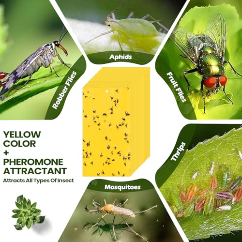 50 Pcs Yellow Sticky Traps for Gnats (9.8 x 5.9 Inch / Yellow)