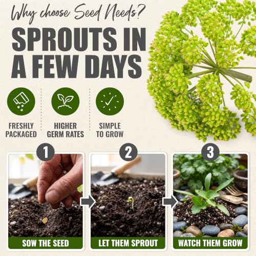 Angelica Seeds to Plant Heirloom Non (2 Packs)