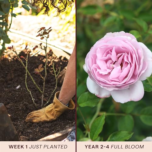 Heirloom Floribunda Roses (Le Petit Prince)