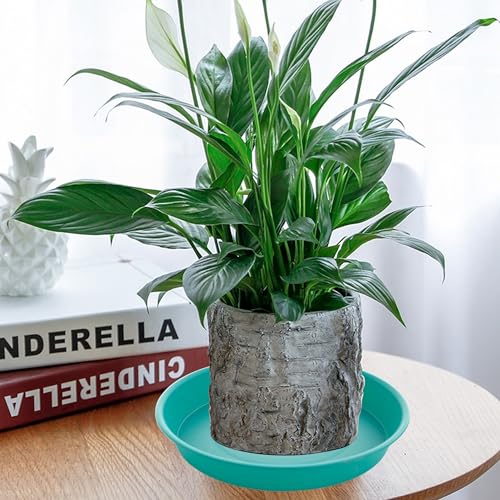 2 Pack of 14 inch Plant Saucers Bird Bath Bow Round