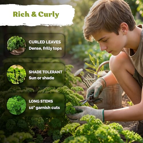 700 Moss Curled Parsley Heirloom Herb Seeds