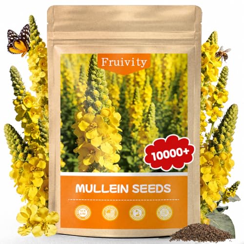 10 000+ Mullein Seeds for Planting