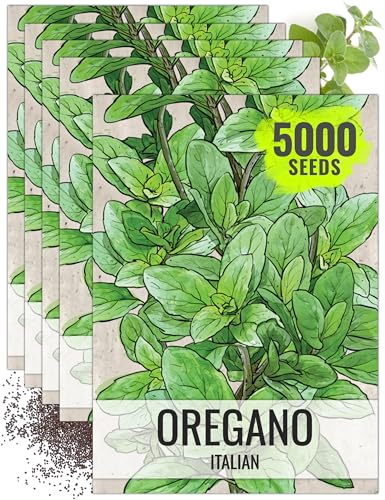 Italian Oregano Seeds to Plant Heirloom Non (5 Packs)