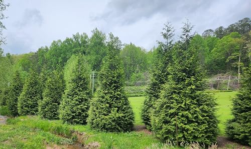 Thuja Green Giant Arborvitae Lot of 10