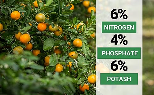6-4-6 Avocado, Mango Citrus Tree Professional Fertilizer, Plant Food Outdoor/Indoor Gardening; Quick-Release Nitrogen Fertilizer; Orange, Lime, Avocado and Lemon Tree Fertilizer (1/2 QUART) (16 Ounce)