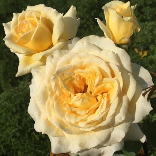 Heirloom Hybrid Tea Roses (Rosanna Jacobs)