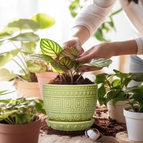 Ceramic Pots for Plants