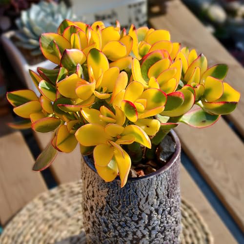 Live Succulent Golden Jade with Green Stripe Pot (Green Pot)