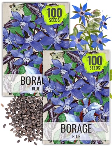 Borage Seeds to Plant Heirloom Blue Edible Flowers 2 Packs (2 Packs)