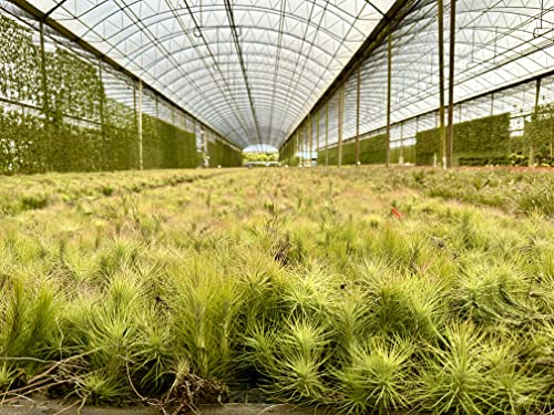 Air Plants Tillandsia Funckiana (3 Count)