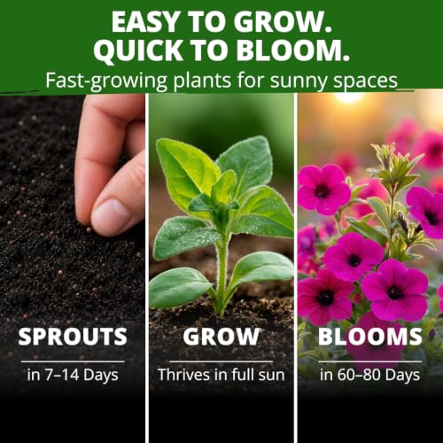 Wild Petunia 3000 Flower Seeds Petunia violacea