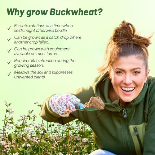 Buckwheat Seeds (10240 Ounce)