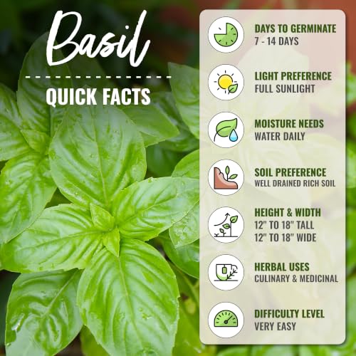 Genovese Sweet Basil Seeds Heirloom Non (5 Packs)