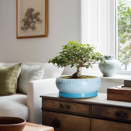 Bonsai Pots 10 Inch (10 Inch / Blue-white)