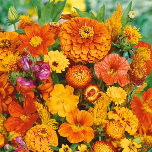 Orange You Glad Flower Mixed Seeds for Planting