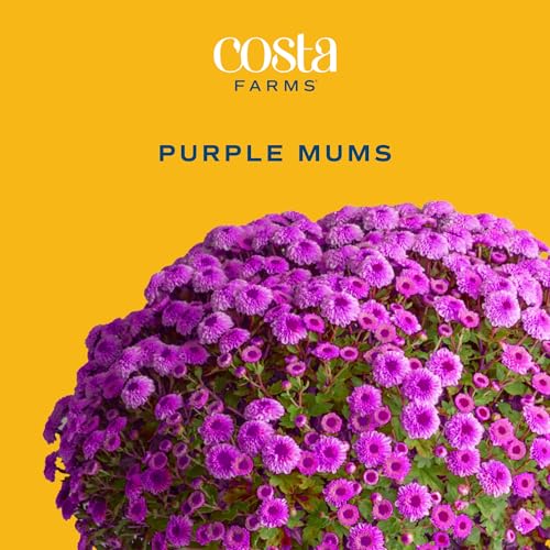Garden Mums Live Outdoor Plant (Bushel Basket Flower Pot / 3 Qt. (Pack of 2) / Purple)