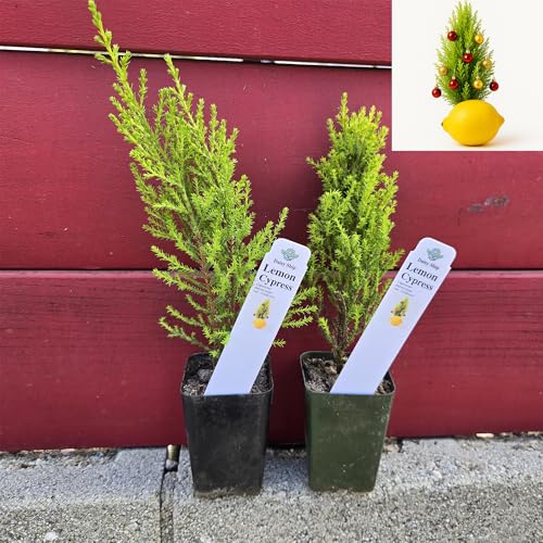 Live Lemon Cypress Plant (2 Count (Cup) / cypress-lemon)