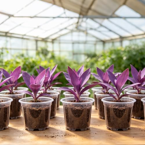30 Pack 5 Inch Clear Nursery Pots with Drainage Holes (5Inch-30Pack)