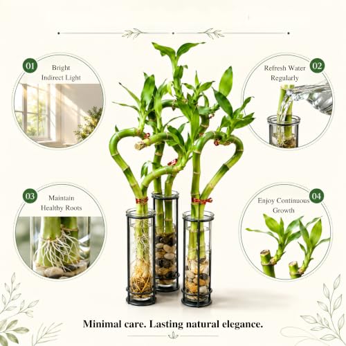 Lucky Bamboo Live Plant