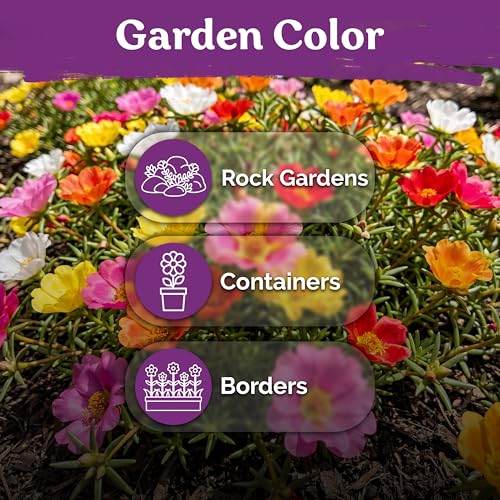 15 000 Mix Moss Rose Heirloom Annual Flower Seeds