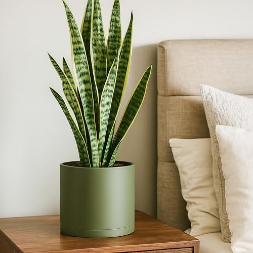 Plastic Planter Pot with Saucer (8 Inch / Olive)